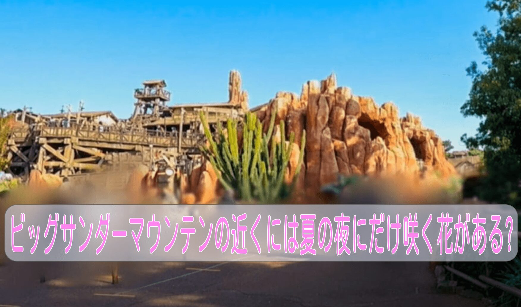ビッグサンダーマウンテンの近くには夏の夜にだけ咲く花がある?